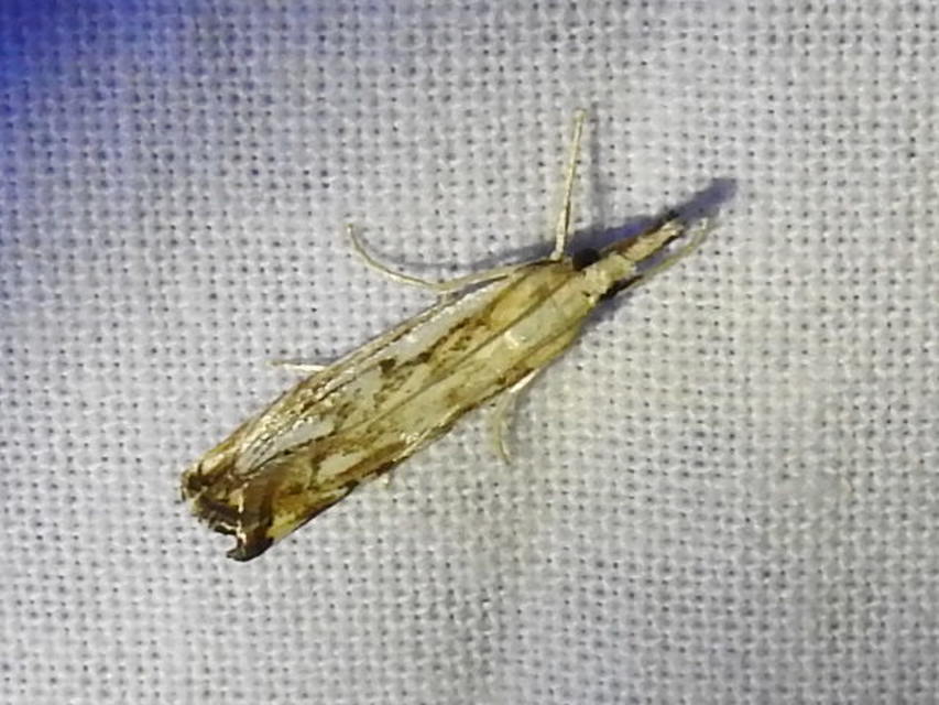 Catoptria falsella - hálós fűgyökérmoly