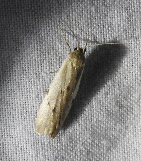 Pelosia muscerda - hamvas zuzmószövő