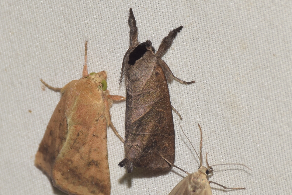 Clostera anastomosis - barna levélszövő