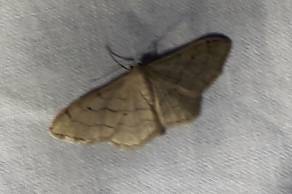Idaea deversaria - egyszínű sávosaraszoló
