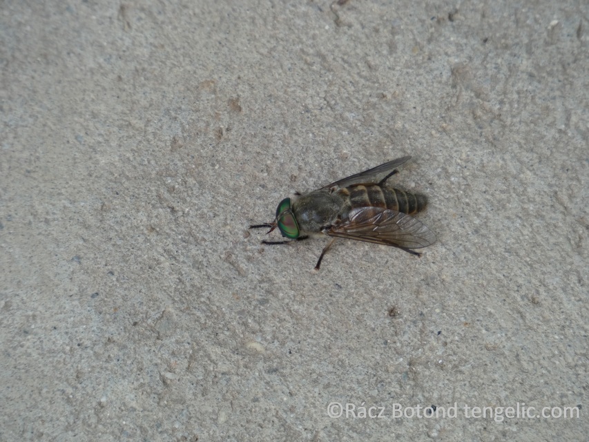 Tabanidae - böglyök