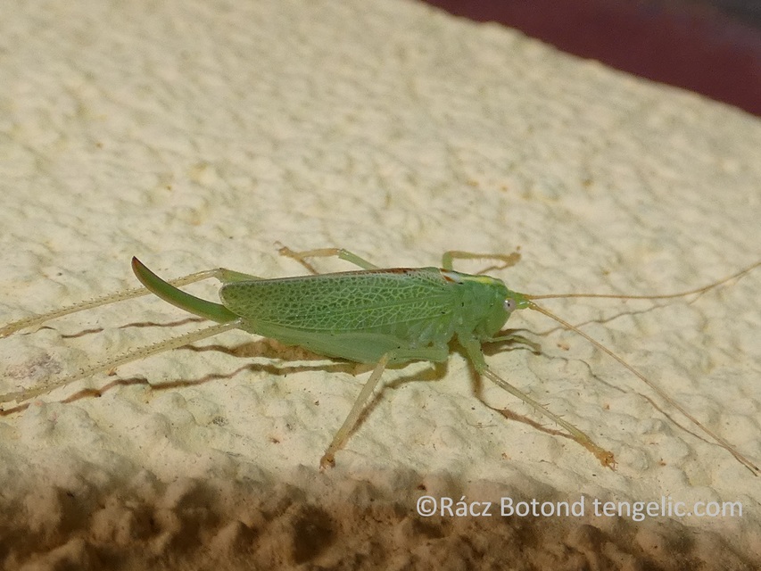 Meconema thalassinum - közönséges dobolószöcske
