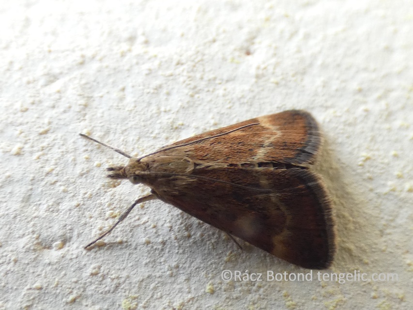 Pyrausta despicata - réti bíbormoly