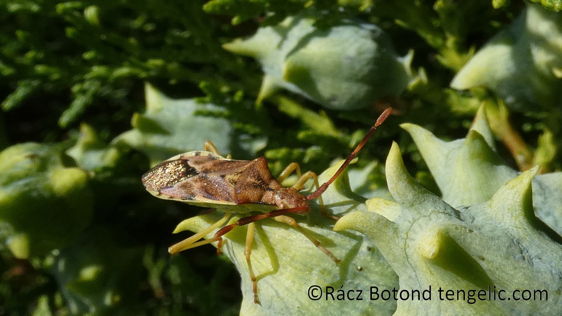 Gonocerus juniperi - boróka-karimáspoloska