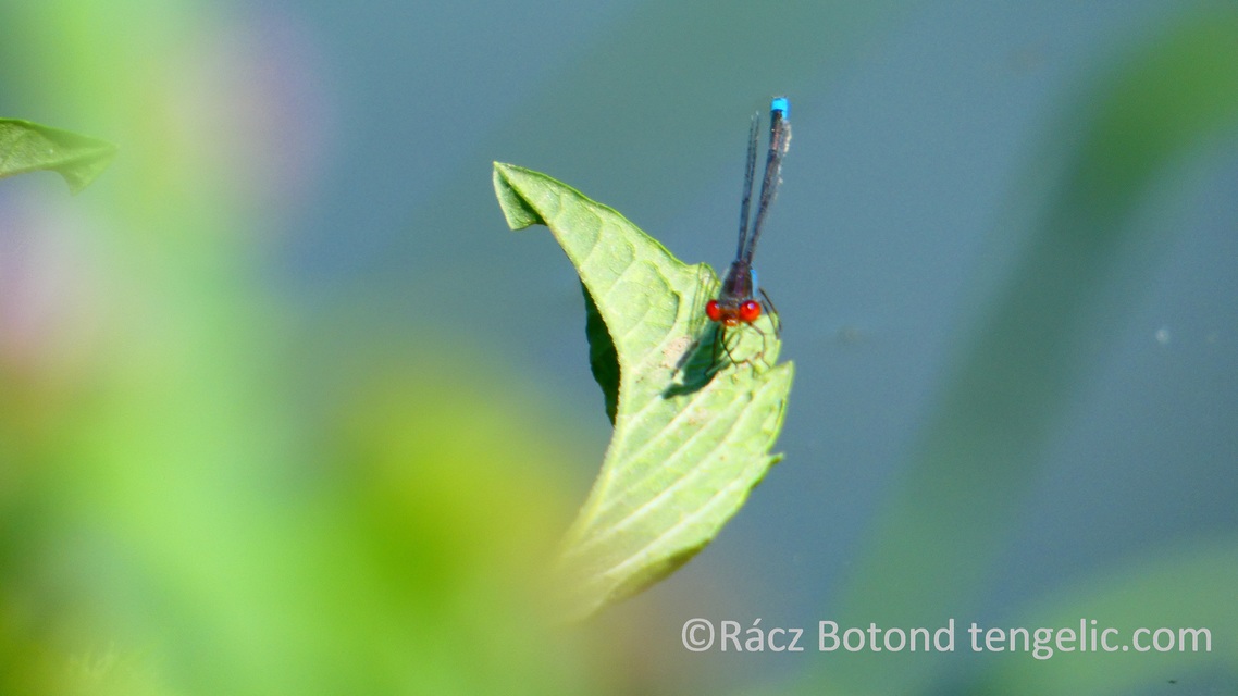 Erythromma viridulum - kis pirosszemű-légivadász