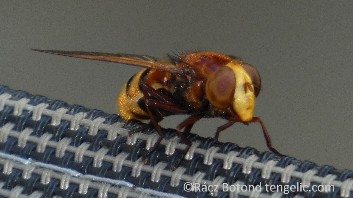 Volucella zonaria - kétöves pihelégy