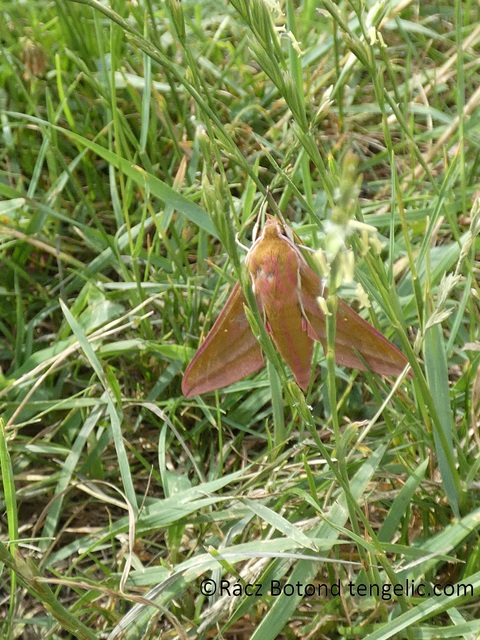 Deilephila elpenor - szőlőszender