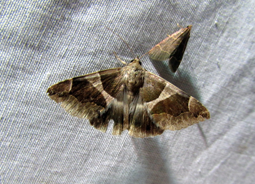 Dysgonia algira - déli porcelánbagoly