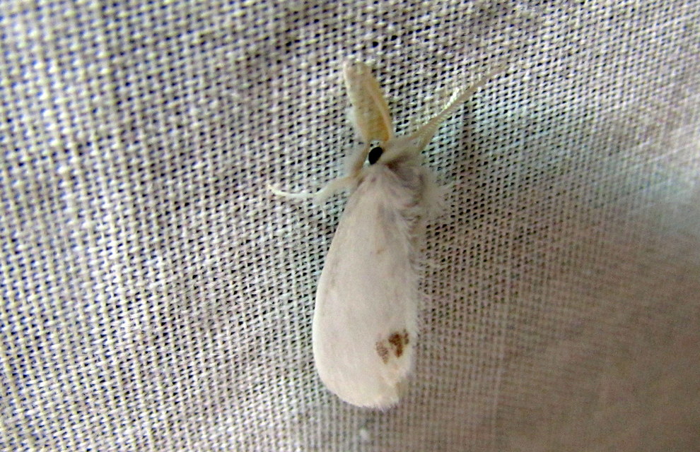 Sphrageidus similis - sárgafarú szövő