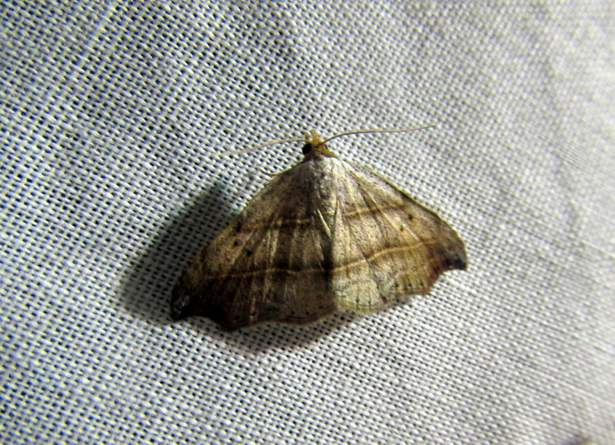 Laspeyria flexula - zuzmóbagoly