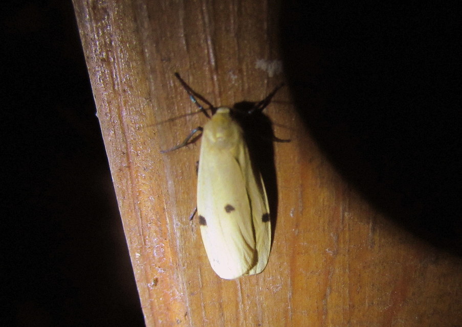 Lithosia quadra - négypettyes zuzmószövő