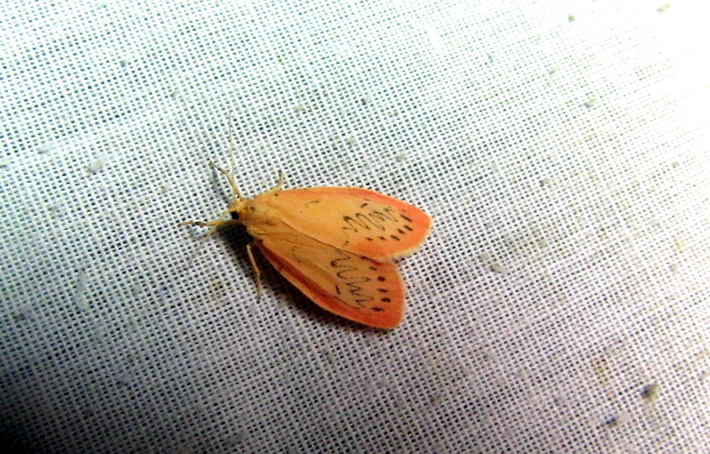 Miltochrista miniata - piros medvelepke