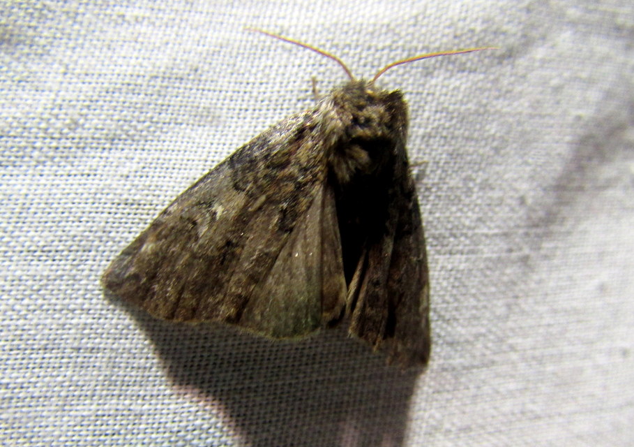 Tethea or - bélyeges pihésszövő