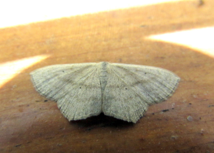 Scopula nigropunctata - feketepettyes araszoló