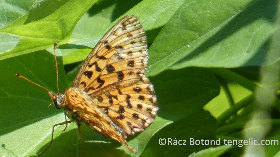 Boloria selene - fakó gyöngyházlepke