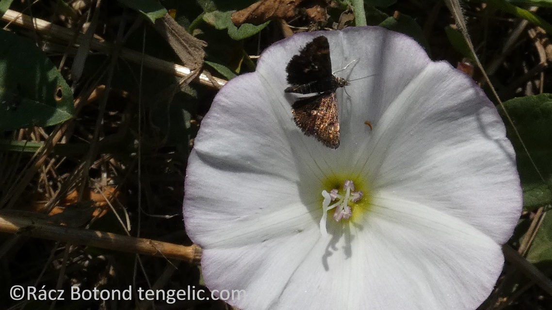 Heliothela wulfeniana - fényes kormosmoly