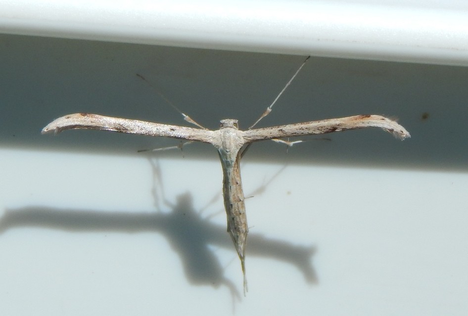 Pterophoridae - tollasmolyfélék