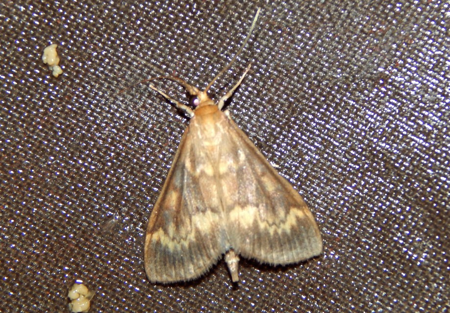 Ostrinia nubilalis - kukoricamoly