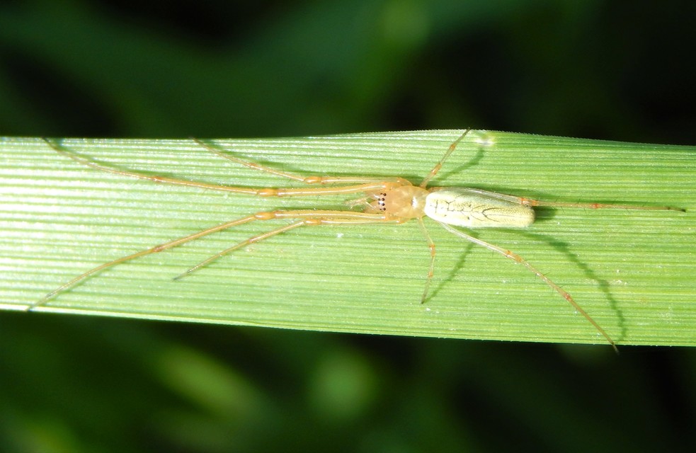 Tetragnatha
