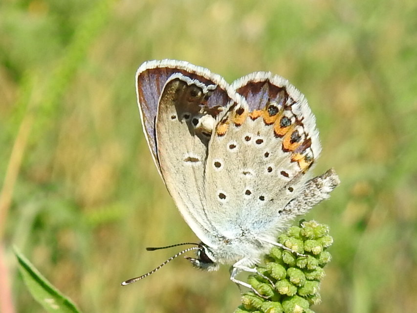 Plebejus argyrognomon - tintakék boglárka