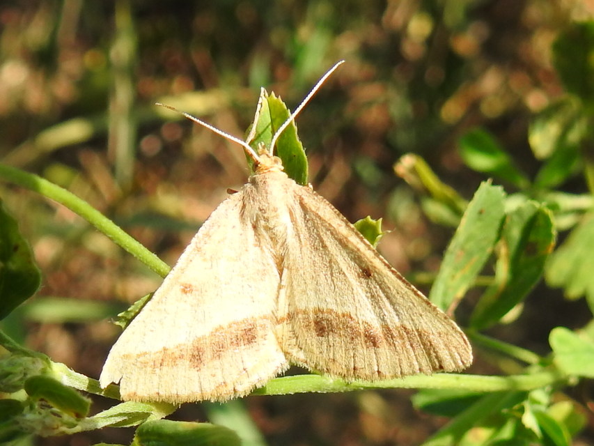 Tephrina arenacearia - lucerna-araszoló