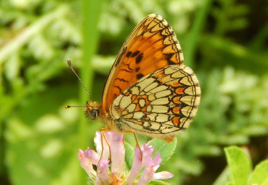 Melitaea athalia - közönséges tarkalepke