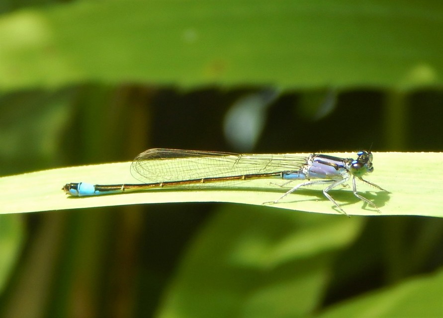 Ischnura elegans pontica - kéköves légivadász