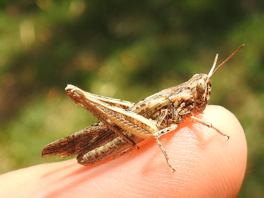 Chorthippus brunneus - közönséges tarlósáska