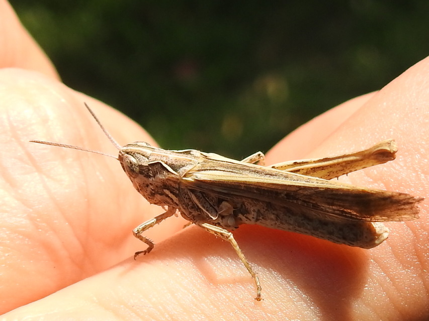 Chorthippus brunneus - közönséges tarlósáska
