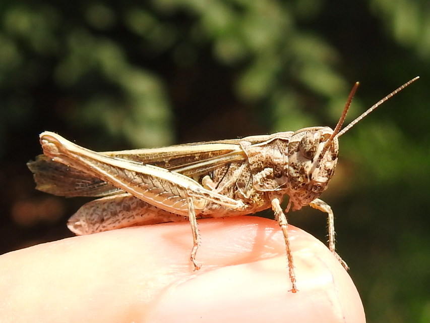 Chorthippus brunneus - közönséges tarlósáska
