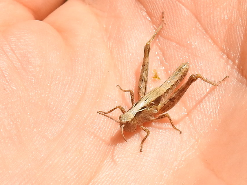 Omocestus rufipes - vöröshasú tarlósáska