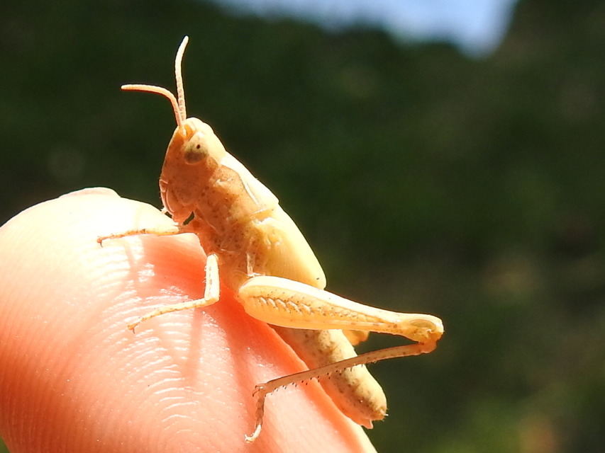 Chorthippus (Glyptobothrus) (subgenus)