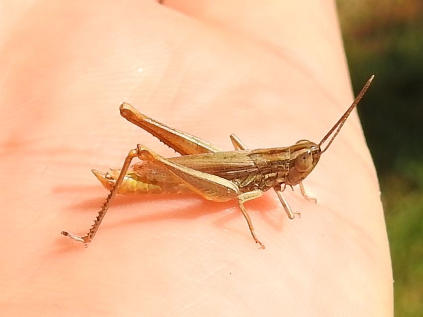 Euchorthippus declivus - rövidszárnyú rétisáska