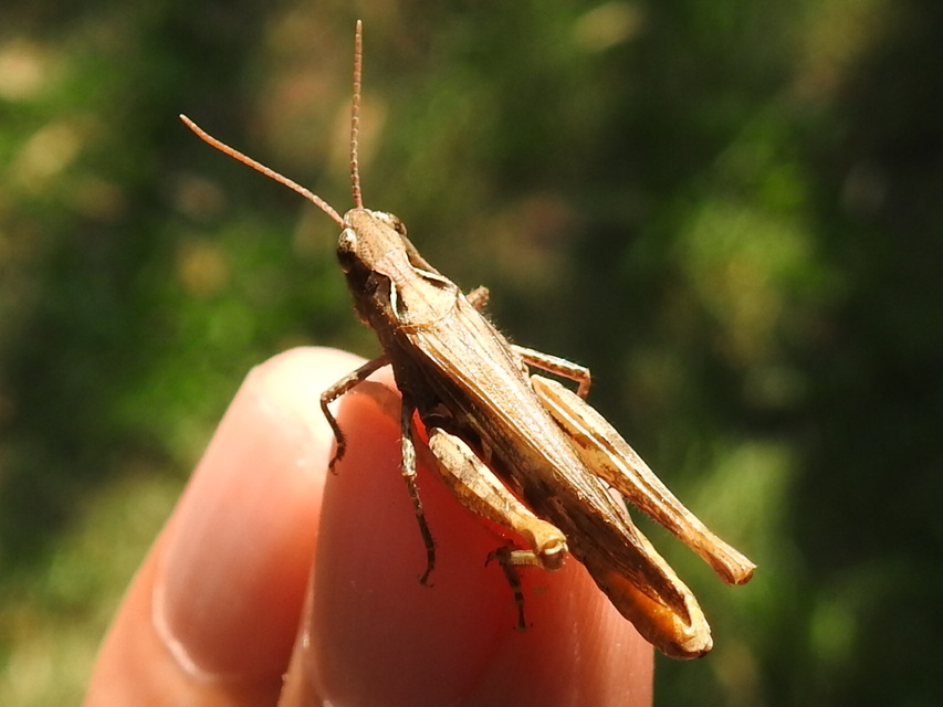 Chorthippus brunneus - közönséges tarlósáska