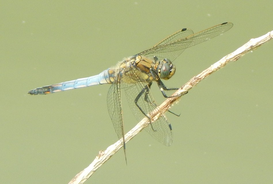 Orthetrum cancellatum - feketefarkú pásztorszitakötő