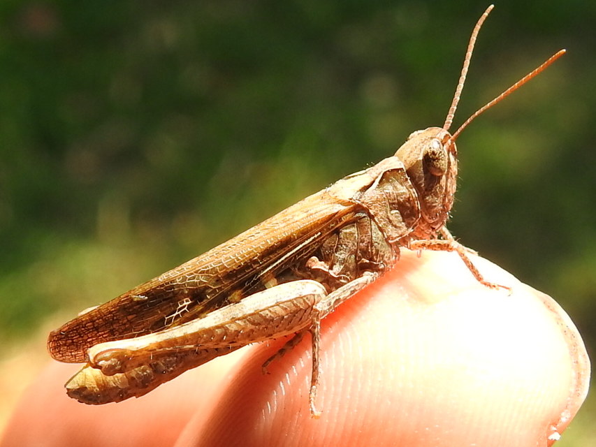 Chorthippus brunneus - közönséges tarlósáska