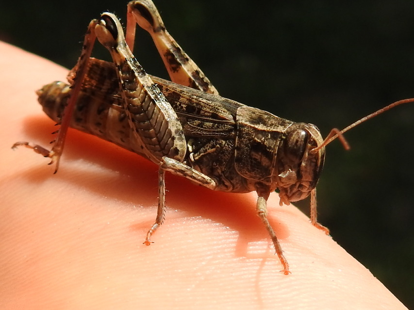 Calliptamus italicus - olaszsáska