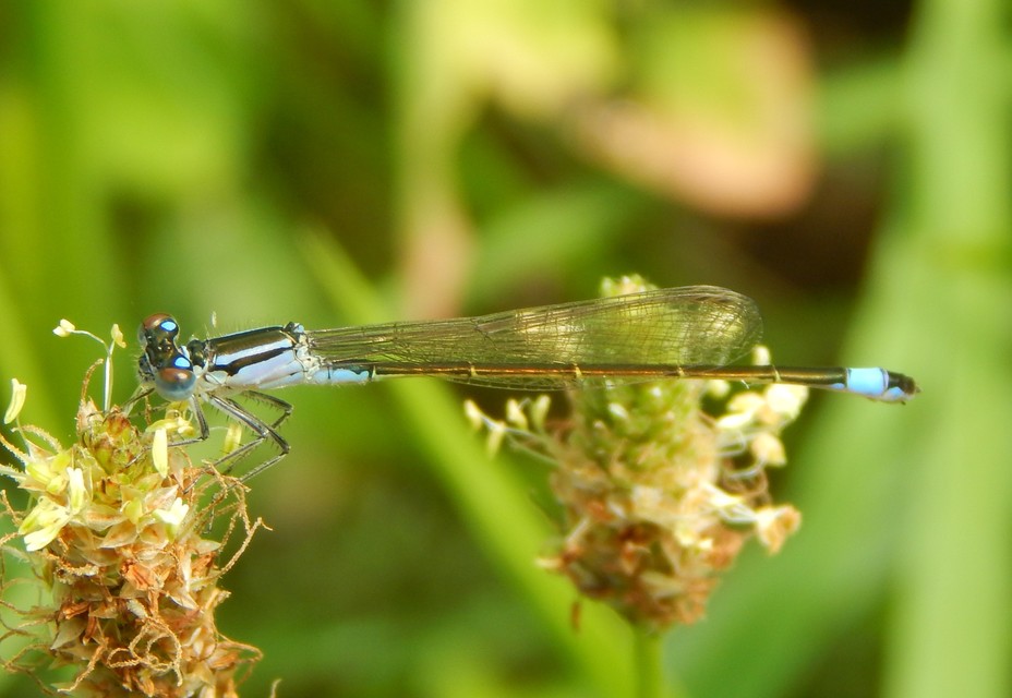 Ischnura elegans pontica - kéköves légivadász