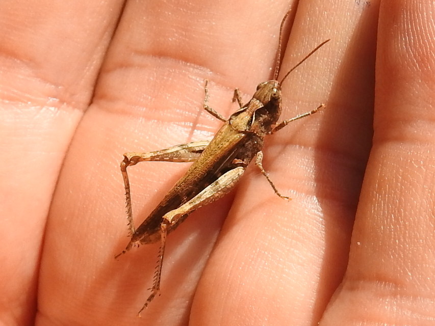 Chorthippus (Glyptobothrus) (subgenus)