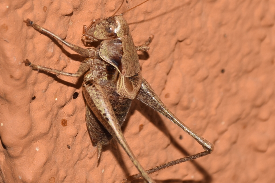 Pholidoptera griseoaptera - szürke avarszöcske