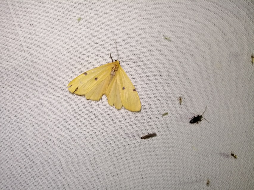 Lithosia quadra - négypettyes zuzmószövő