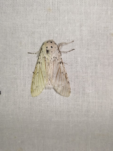 Cerura erminea - hermelin-púposszövő