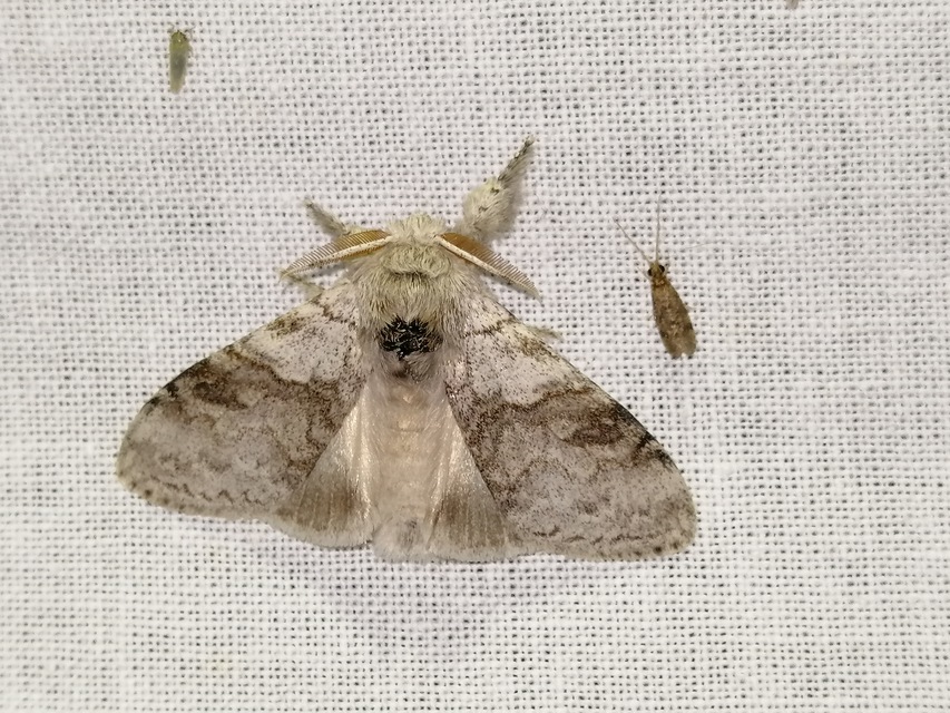 Calliteara pudibunda - hamvasszövő