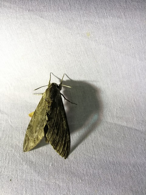 Agrius convolvuli - szulákszender