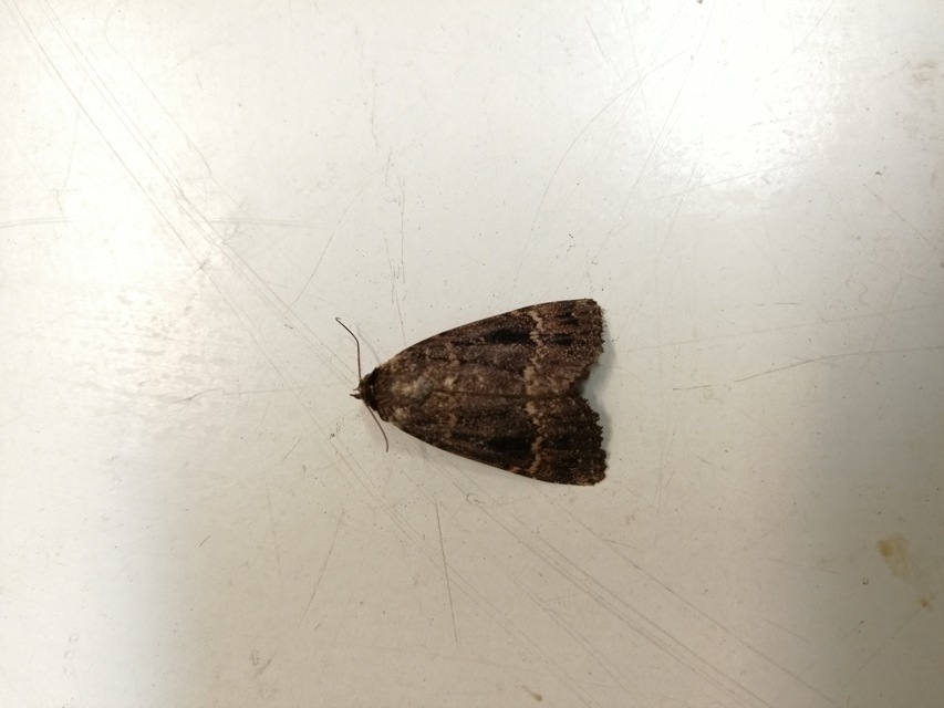 Amphipyra berbera/pyramidea