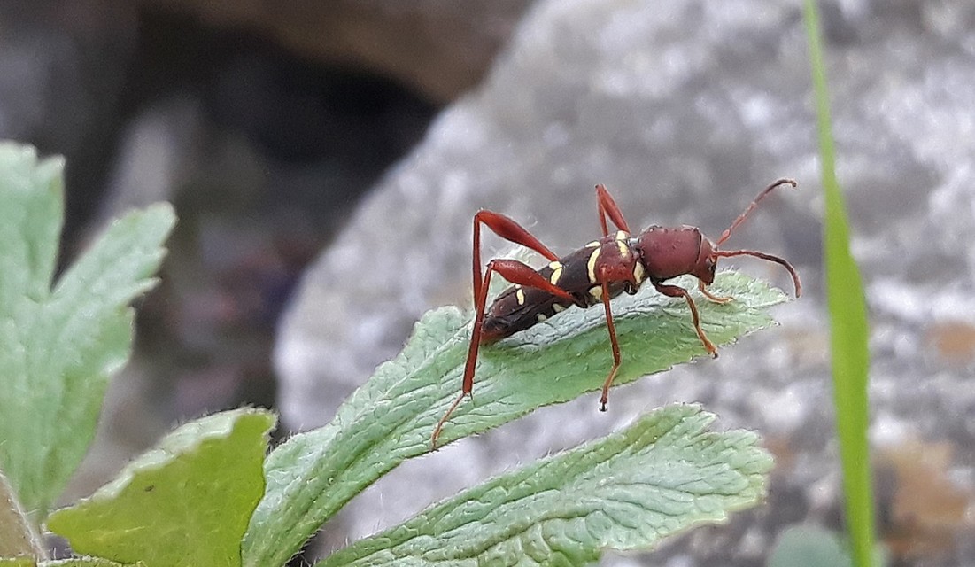Neoclytus acuminatus - amerikai darázscincér