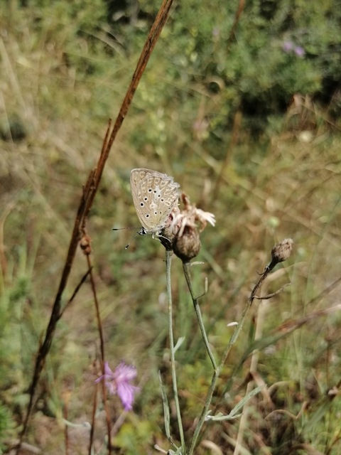 Polyommatus daphnis - csipkés boglárka
