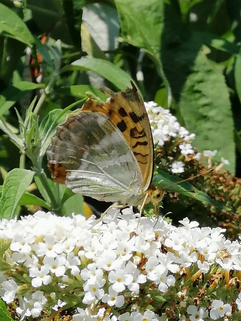 Argynnis paphia - nagy gyöngyházlepke
