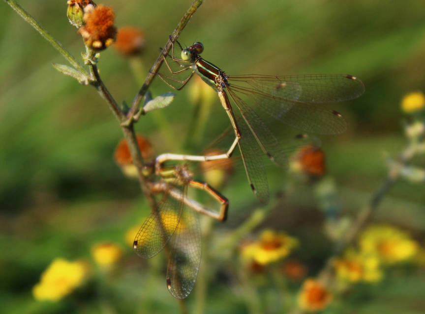 Lestes barbarus - foltosszárnyjegyű rablószitakötő
