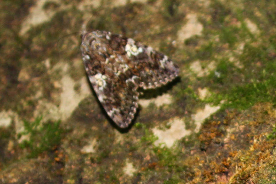 Catocala sponsa - tölgyfa-övesbagoly